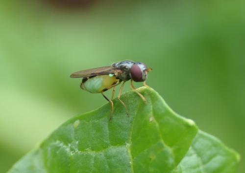 Réf. 320 621 : Melanostoma sp.